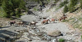 Colorado Outfitters